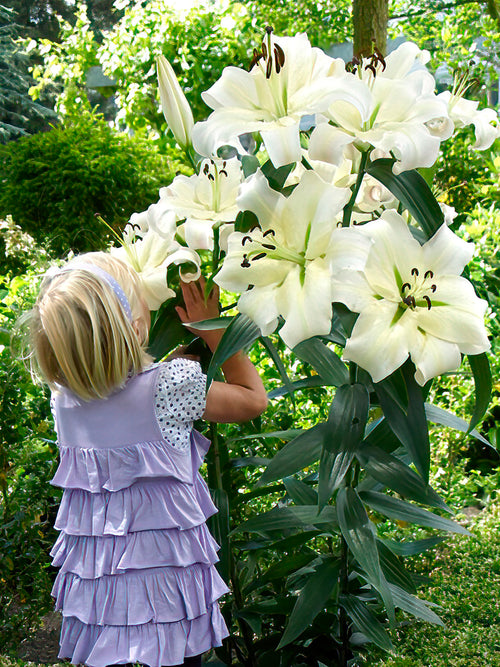 OT Lily 'Pretty Woman', also known as a tree lily