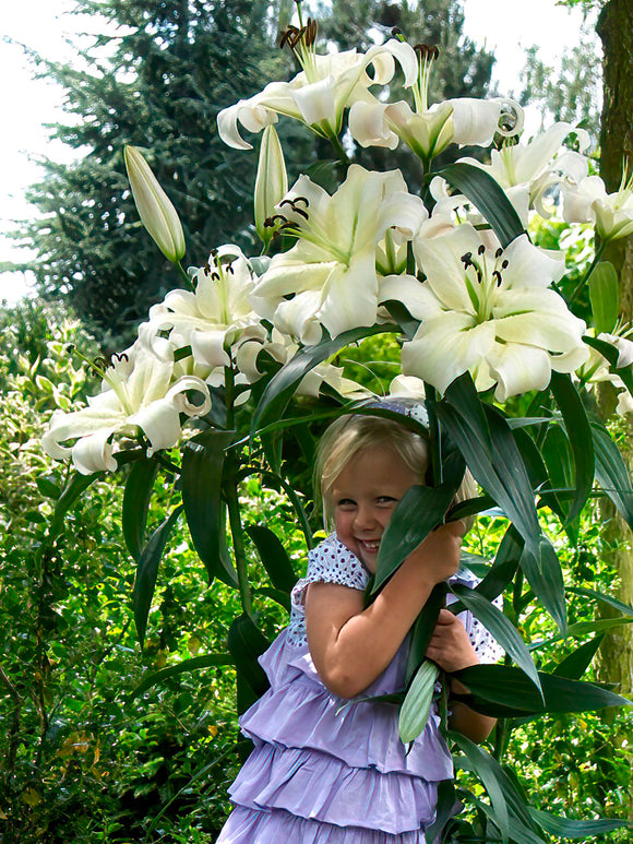 OT Lily 'Pretty Woman', also known as a tree lily