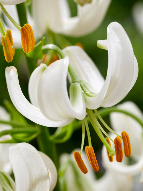 Martagon Lily 'Snowy Morning'