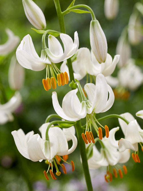 Martagon Lily 'Snowy Morning'