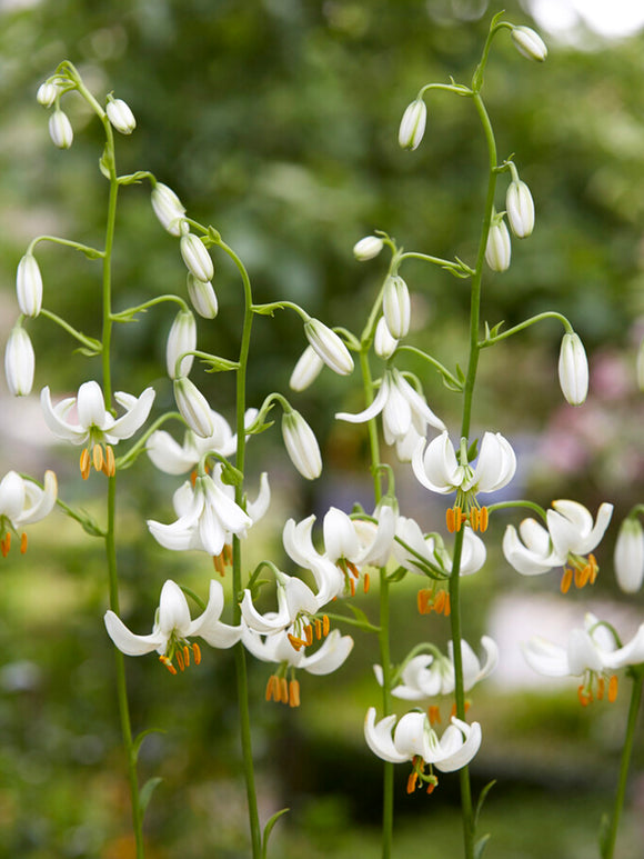 Martagon Lily 'Snowy Morning'