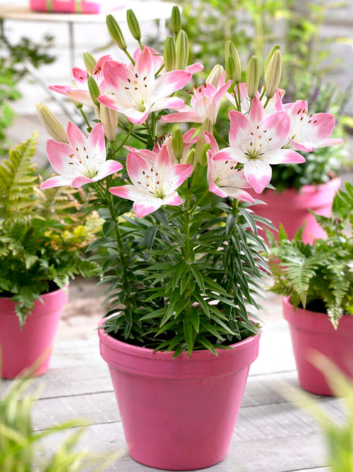 Asiatic Lily 'Sugar Love'