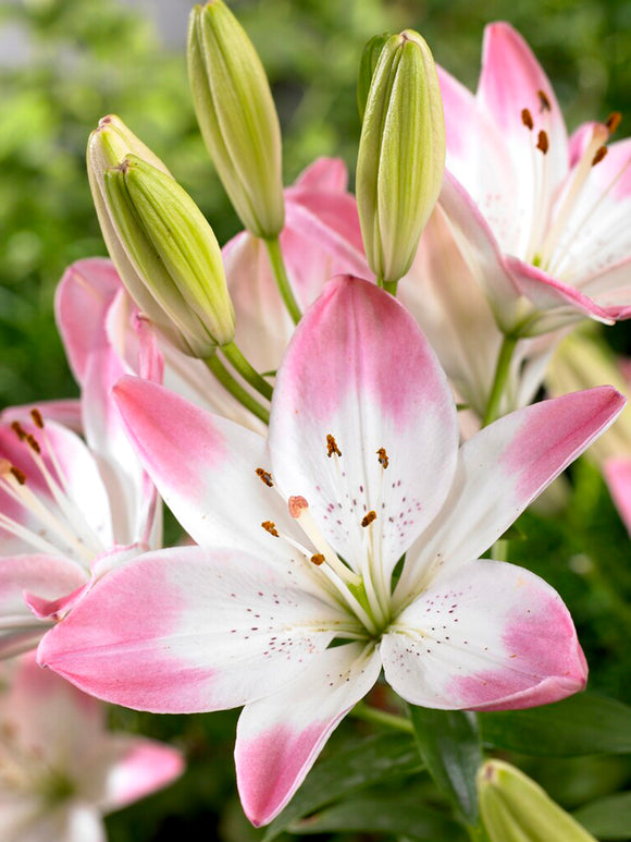 Asiatic Lily 'Sugar Love'