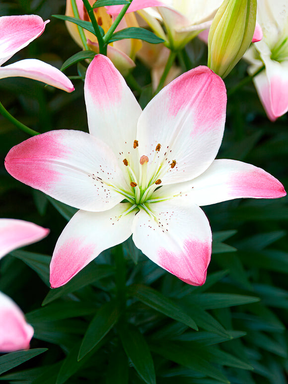 Asiatic Lily 'Sugar Love'