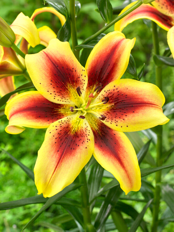 Lily 'Viva La Vida'