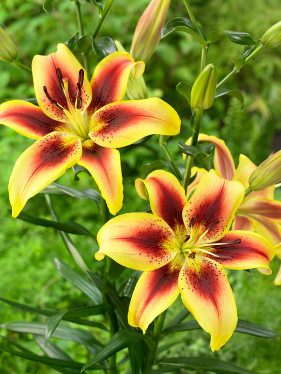 Lily 'Viva La Vida'