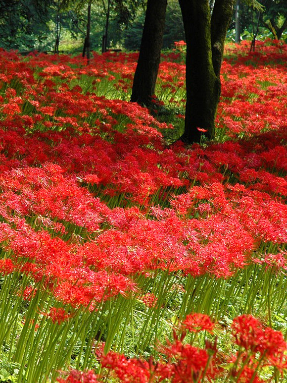 Lycoris commonly known as the Red Spider Lily