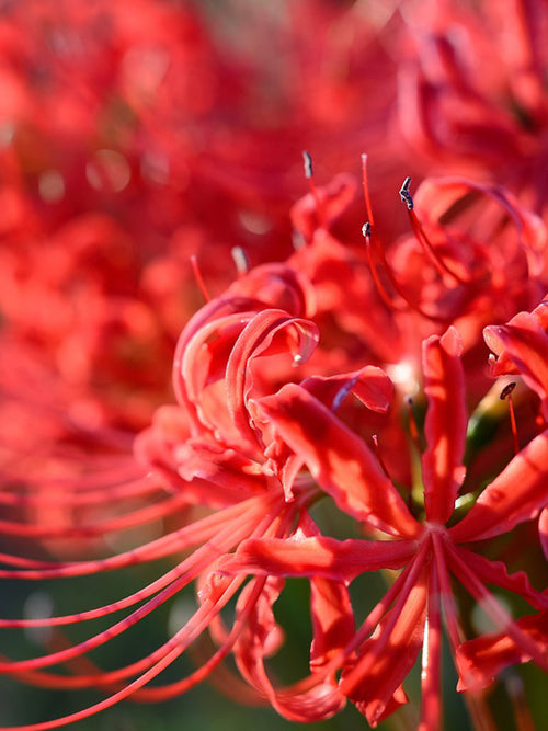 Lycoris commonly known as the Red Spider Lily