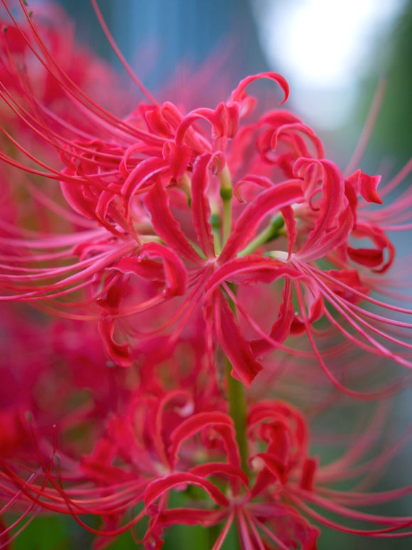 Lycoris commonly known as the Red Spider Lily