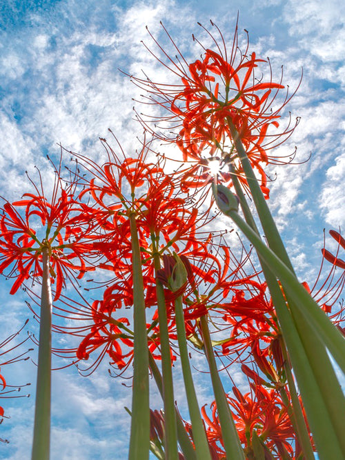 Lycoris commonly known as the Red Spider Lily