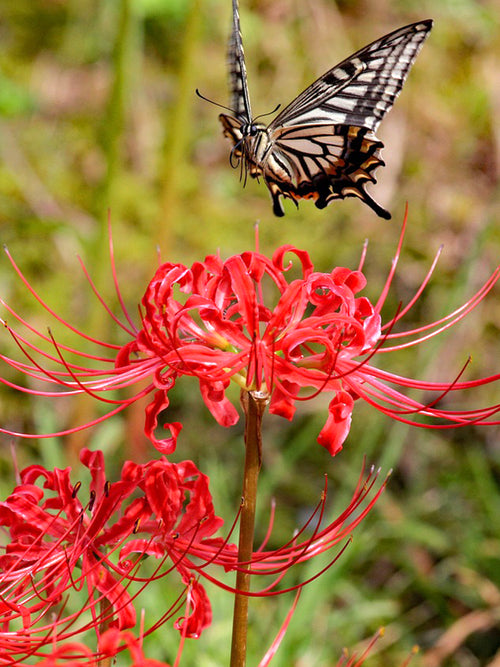 Lycoris commonly known as the Red Spider Lily