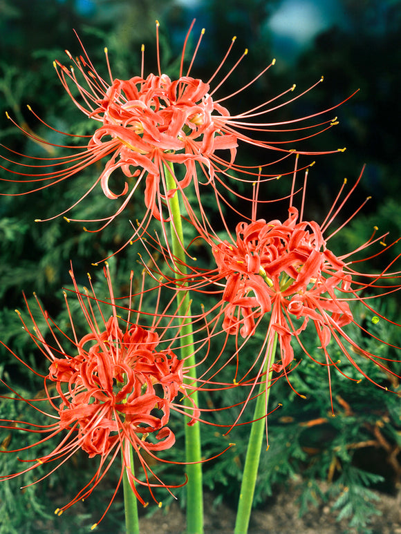 Lycoris commonly known as the Red Spider Lily