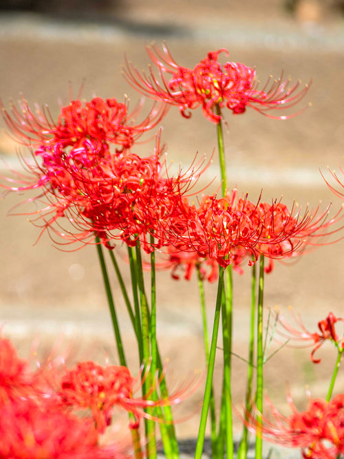 Lycoris commonly known as the Red Spider Lily