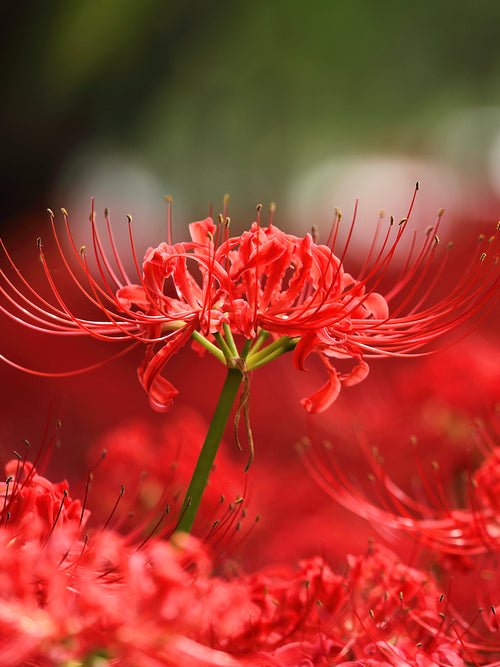 Lycoris commonly known as the Red Spider Lily