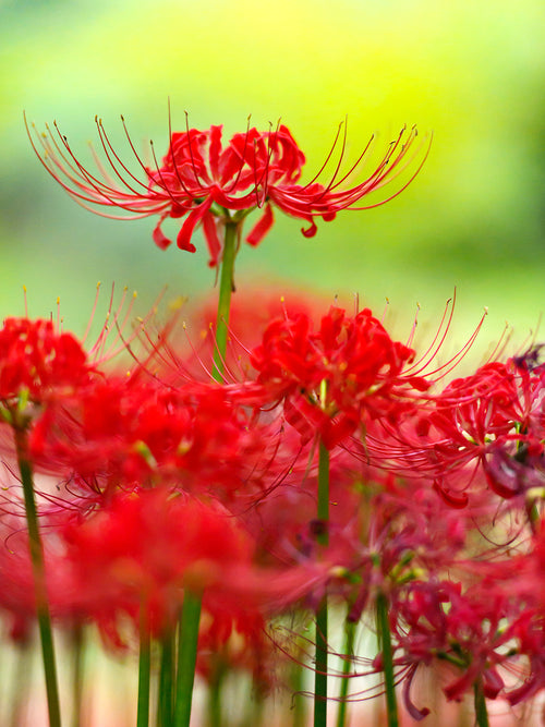 Lycoris commonly known as the Red Spider Lily