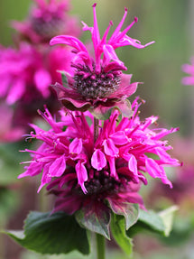 Monarda Bee Free