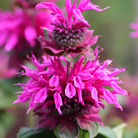 Monarda Bee Free™, commonly known as Bee Balm or Bergamot