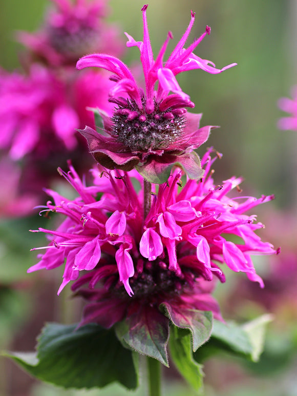 Monarda Bee Free™, commonly known as Bee Balm or Bergamot