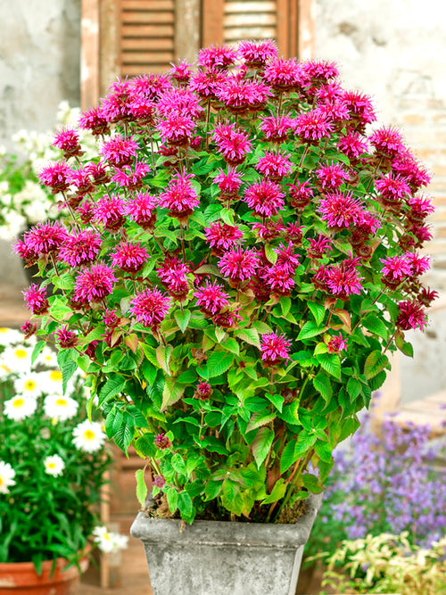 Monarda Bee Free™, commonly known as Bee Balm or Bergamot