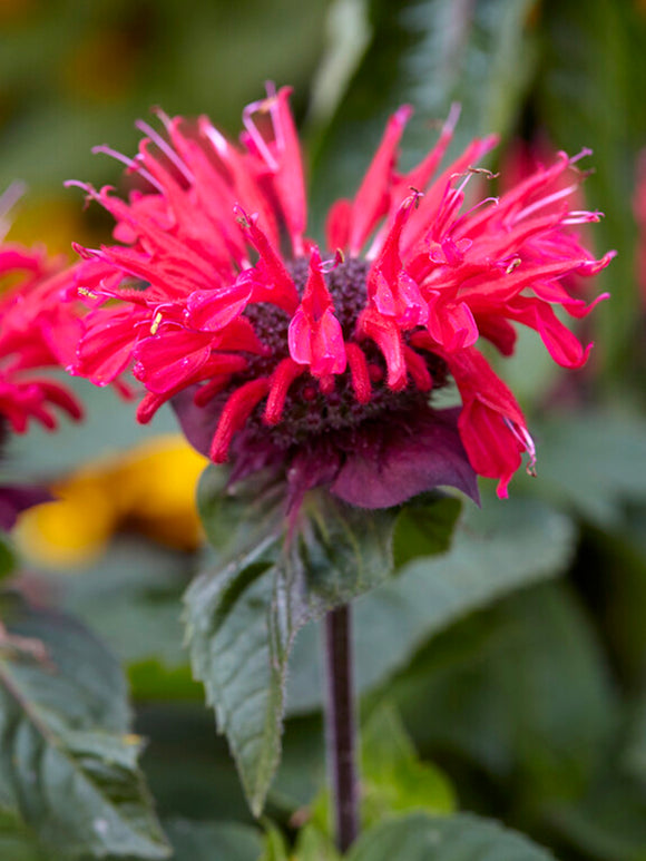 Monarda 'Bee Happy', commonly known as Bee Balm or Bergamot