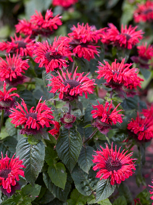 Monarda 'Bee Happy', commonly known as Bee Balm or Bergamot