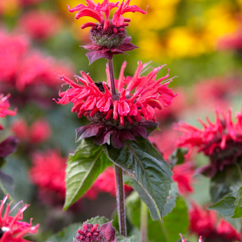 Monarda 'Bee Happy', commonly known as Bee Balm or Bergamot