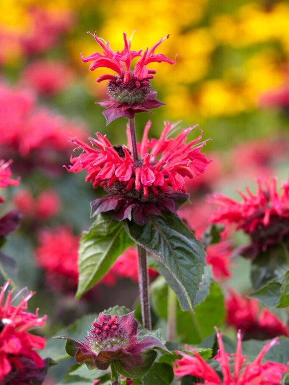 Monarda 'Bee Happy', commonly known as Bee Balm or Bergamot