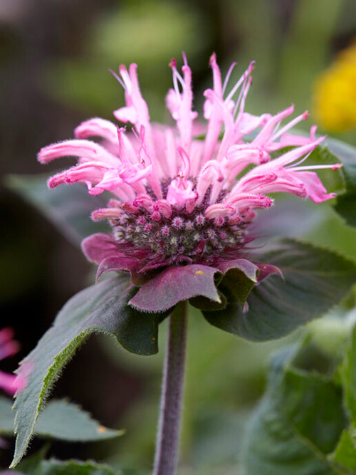 Monarda 'Bee Lieve', commonly known as Bee Balm or Bergamot