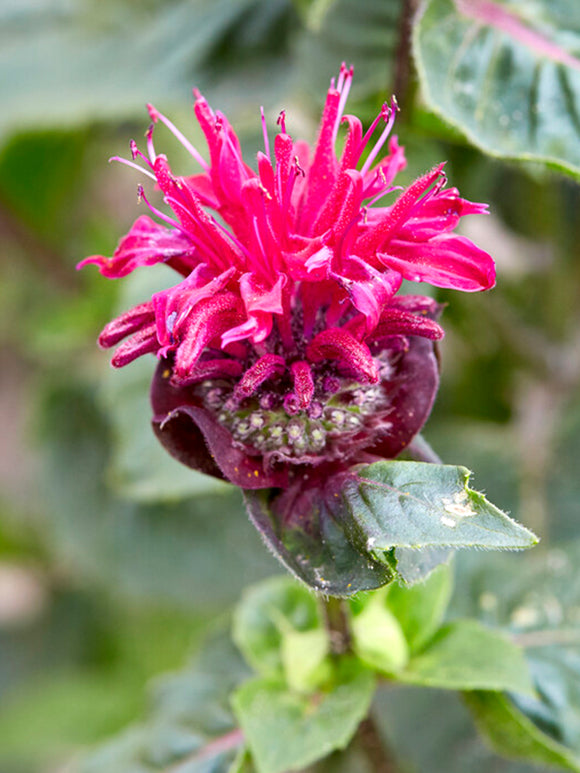 Monarda Bee True, commonly known as Bee Balm or Bergamot