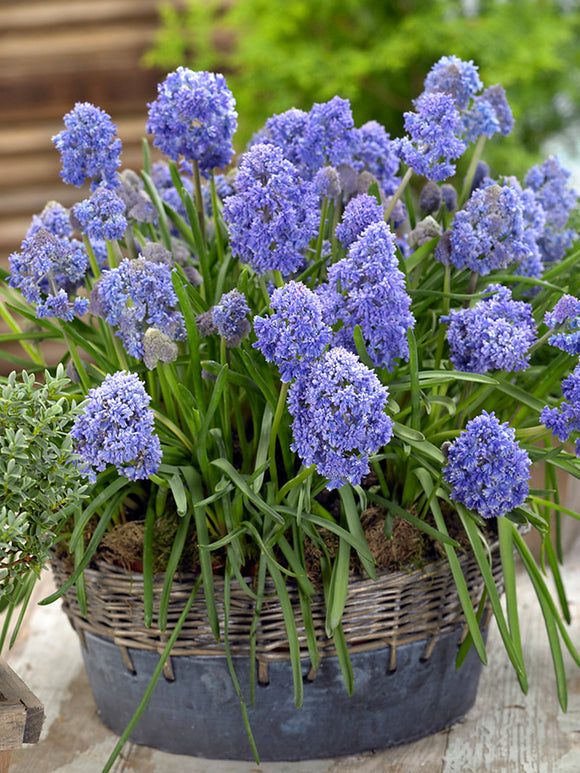 Muscari Fantasy Creation (Grape Hyacinth)