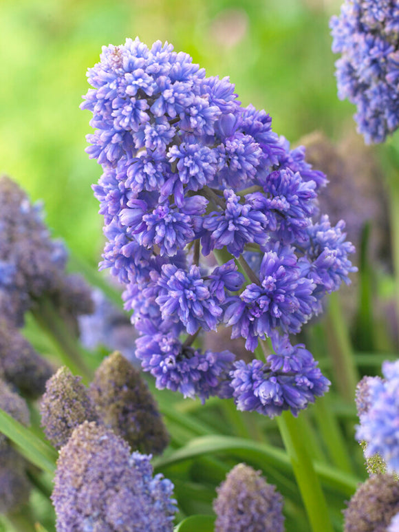 Muscari Fantasy Creation (Grape Hyacinth)