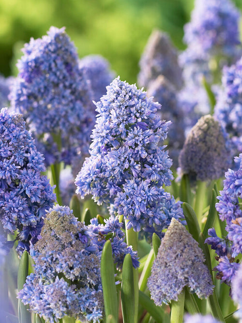 Muscari Fantasy Creation (Grape Hyacinth)