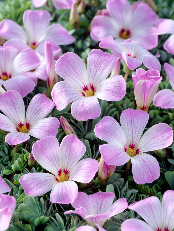 Oxalis Adenophylla, commonly known as Silver Shamrock or Chilean Oxalis