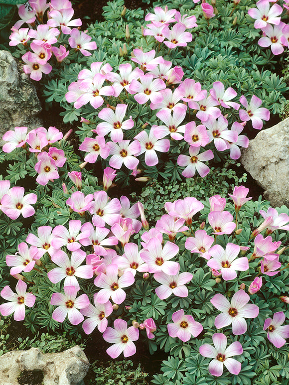 Oxalis Adenophylla, commonly known as Silver Shamrock or Chilean Oxalis