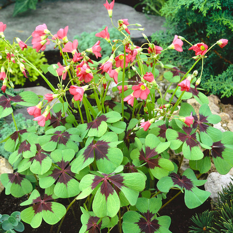 Oxalis Iron Cross, commonly known as Lucky Clover