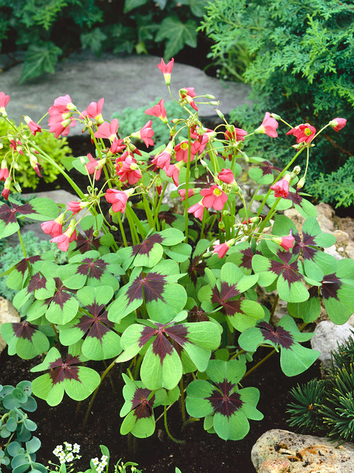 Oxalis Iron Cross, commonly known as Lucky Clover