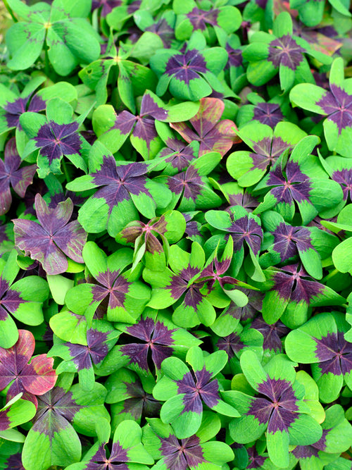 Oxalis Iron Cross, commonly known as Lucky Clover