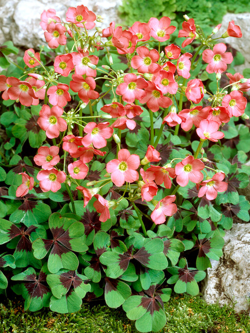 Oxalis Iron Cross, commonly known as Lucky Clover