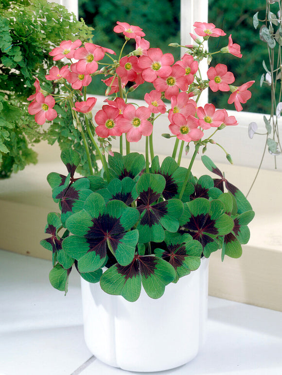 Oxalis Iron Cross, commonly known as Lucky Clover