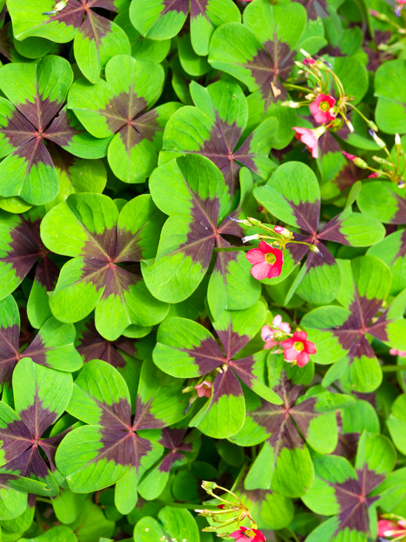 Oxalis Iron Cross, commonly known as Lucky Clover