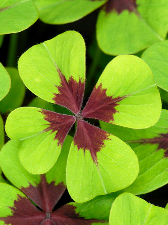 Oxalis Iron Cross, commonly known as Lucky Clover