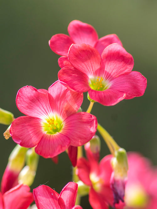 Oxalis Iron Cross, commonly known as Lucky Clover