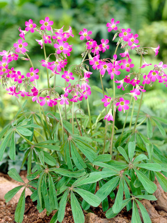 Oxalis Lasiandra, commonly known as Palm Tree Oxalis or Mexican Shamrock