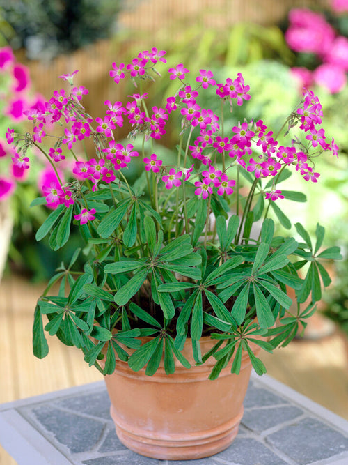 Oxalis Lasiandra, commonly known as Palm Tree Oxalis or Mexican Shamrock