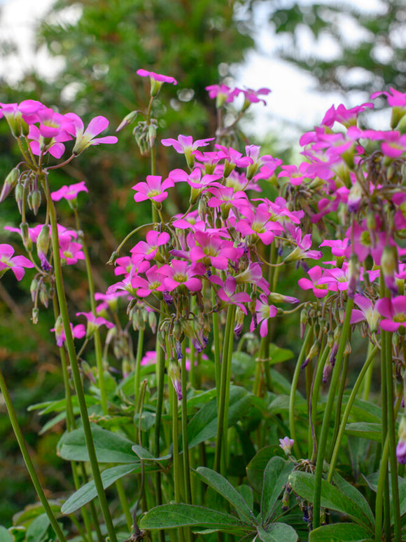 Oxalis Lasiandra, commonly known as Palm Tree Oxalis or Mexican Shamrock