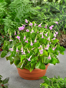 Oxalis regnellii Fanny