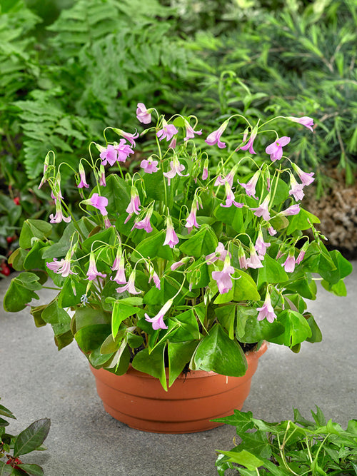 Oxalis regnellii 'Fanny', commonly known as Shamrock or Wood Sorrel