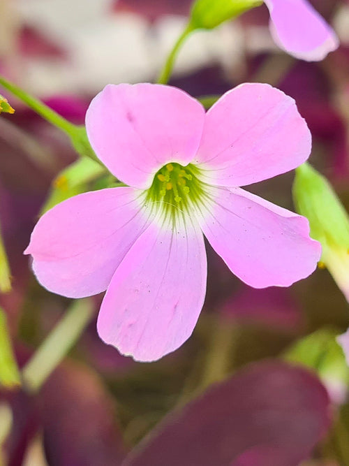 Oxalis regnellii 'Fanny', commonly known as Shamrock or Wood Sorrel