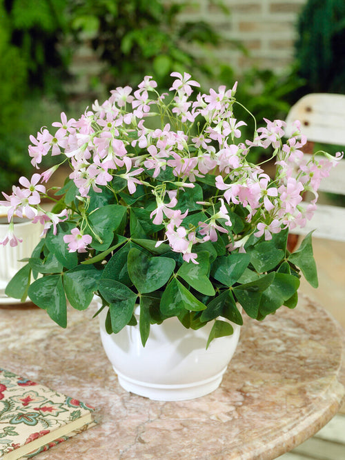 Oxalis regnellii 'Fanny', commonly known as Shamrock or Wood Sorrel