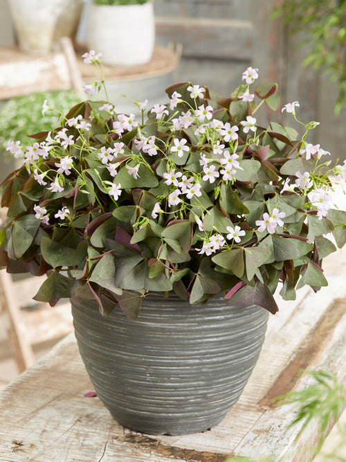 Oxalis triangularis 'Sanne', commonly known as False Shamrock or Purple Shamrock